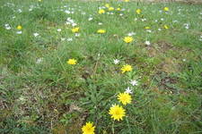 gelbe Blumen auf grüner Wiese