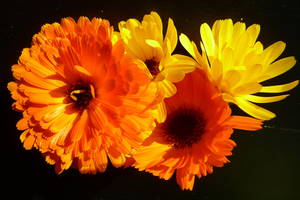 Gerbera Blumen in orange und gelb