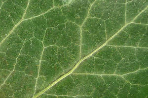 Leaf veins