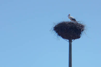 stork's nest